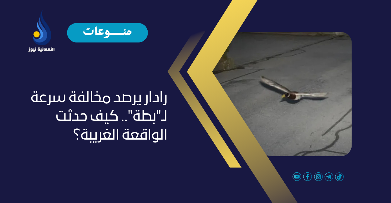 رادار يرصد مخالفة سرعة لـ”بطة”.. كيف حدثت الواقعة الغريبة؟