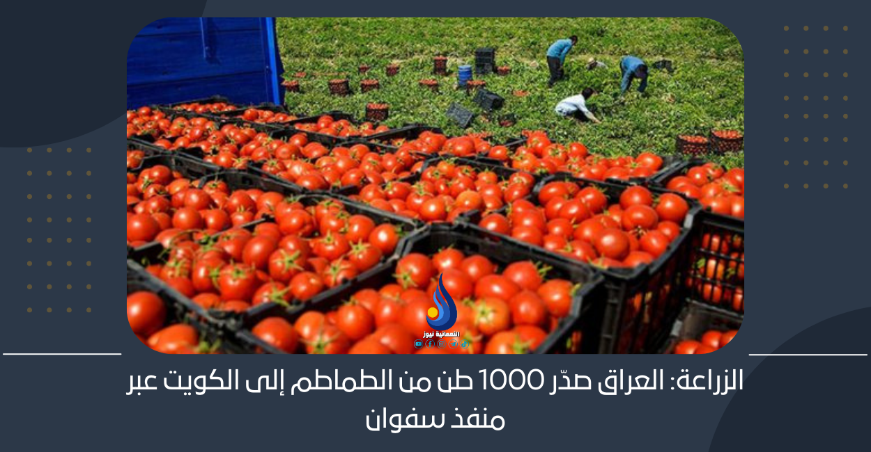 الزراعة: العراق صدّر 1000 طن من الطماطم إلى الكويت عبر منفذ سفوان