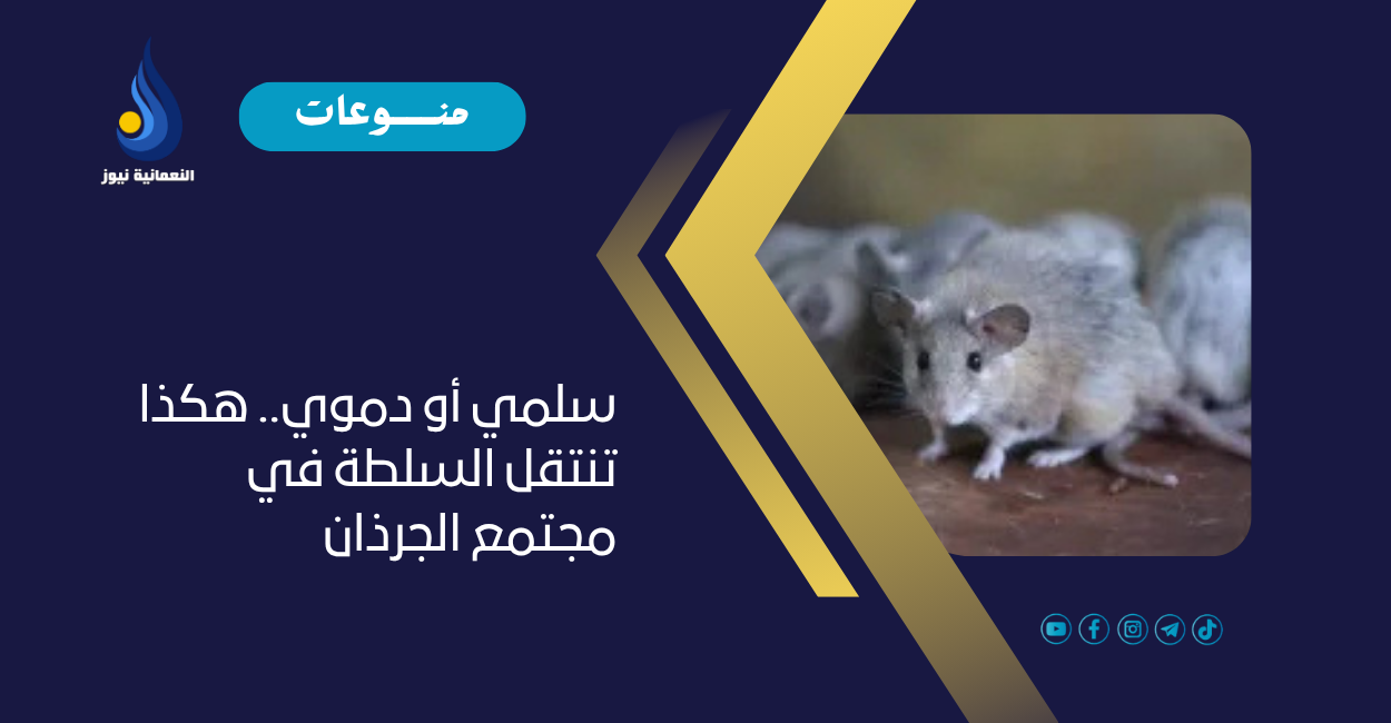 سلمي أو دموي.. هكذا تنتقل السلطة في مجتمع الجرذان