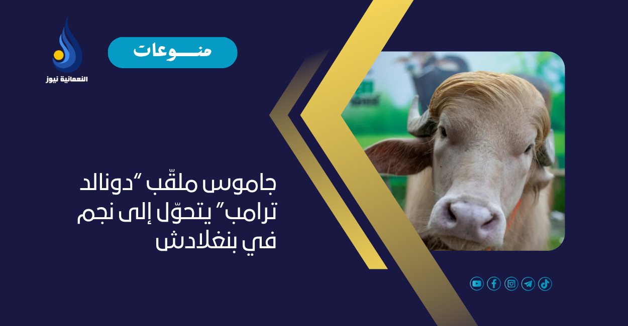 جاموس ملقّب “دونالد ترامب” يتحوّل إلى نجم في بنغلادش
