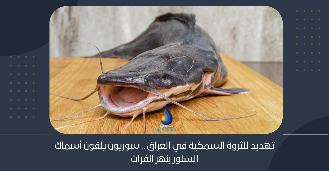 تهديد للثروة السمكية في العراق .. سوريون يلقون أسماك السلور بنهر الفرات